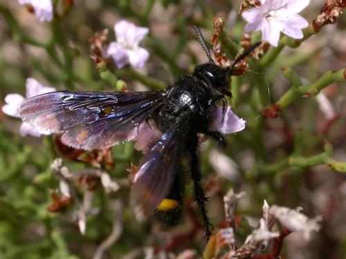 Réf. 243 650 : Scolia hirta unifasciata