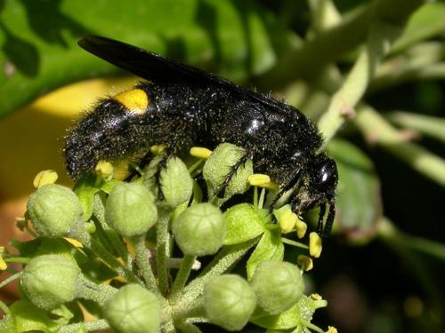Réf. 243 652 : Scolia hirta unifasciata