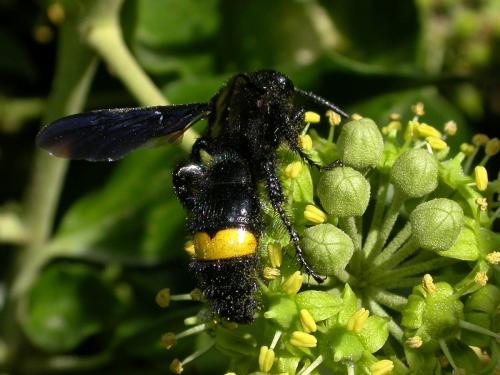 Réf. 243 651 : Scolia hirta unifasciata