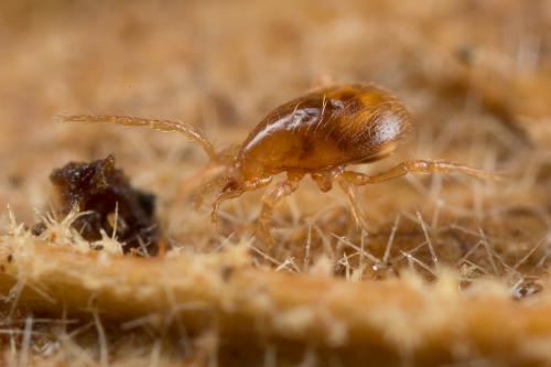 Pergamasus sp.