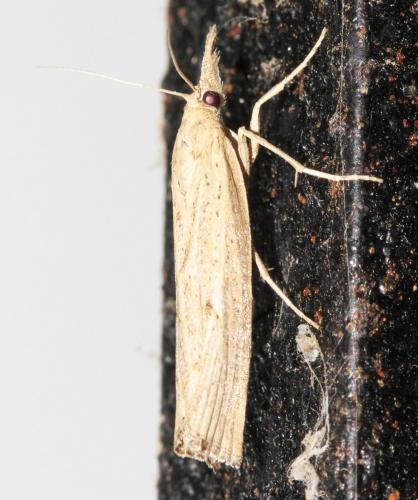 Pediasia contaminella