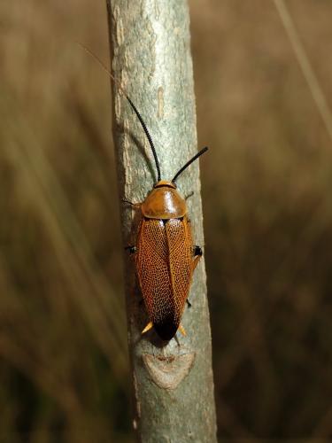 Réf. 243 030 : Ellipsidion sp.
