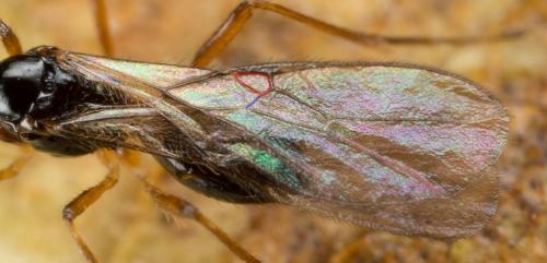 Réf. 243 203 : Alysiinae inconnu
