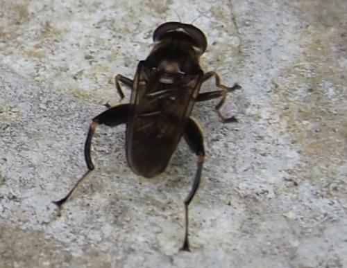 Chalcosyrphus nemorum