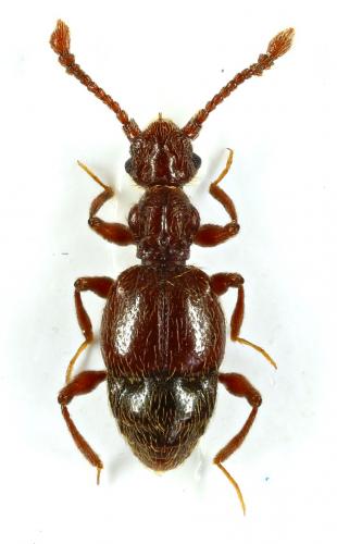 Batrisodes buqueti