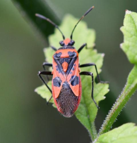 Corizus hyoscyami hyoscyami