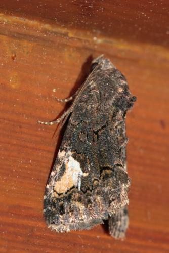 Aedia funesta