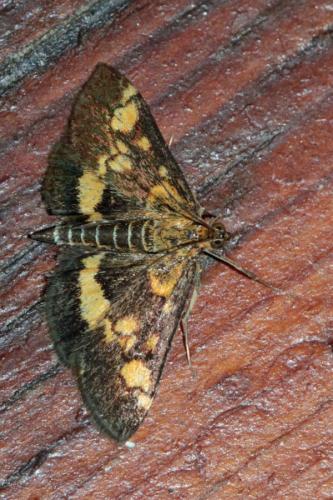 Pyrausta aurata