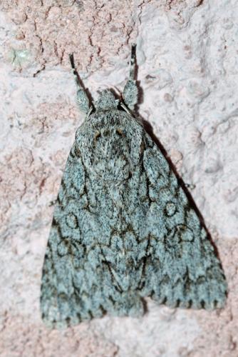 Réf. 243 924 : Acronicta aceris
