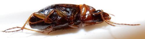 Réf. 243 559 : Calathus cinctus