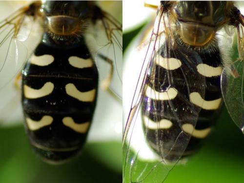 Scaeva pyrastri