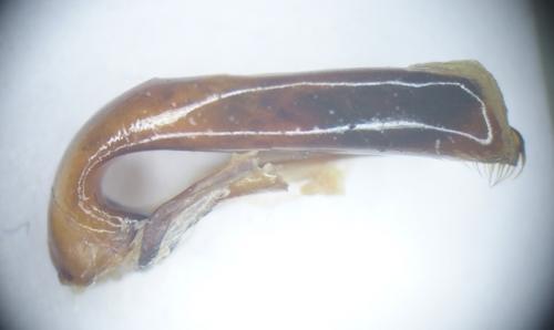 Dinoscaris sicardi