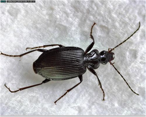 Réf. 243 152 : Platynus assimilis