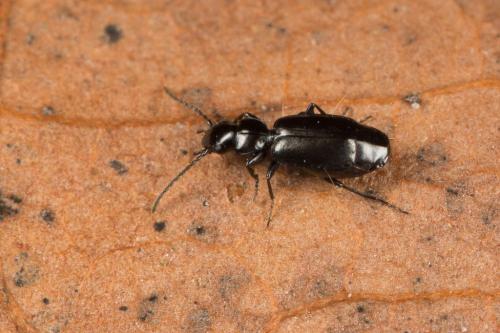 Réf. 243 516 : Microlestes minutulus
