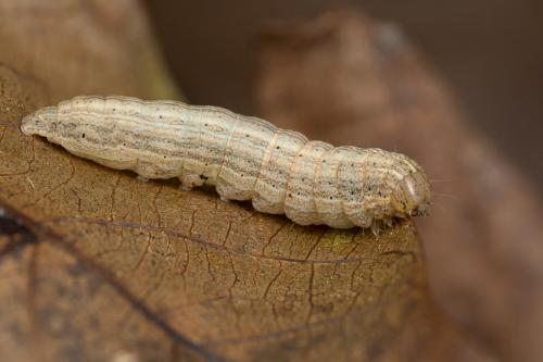 Mythimna sp.