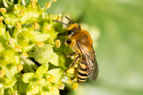 Colletes hederae