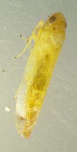 Réf. 243 187 : Typhlocybinae inconnu