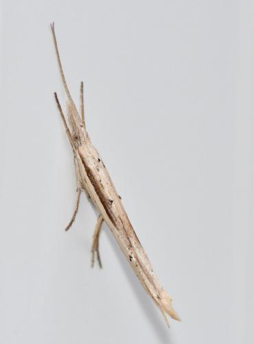 Réf. 243 874 : Ypsolopha mucronella