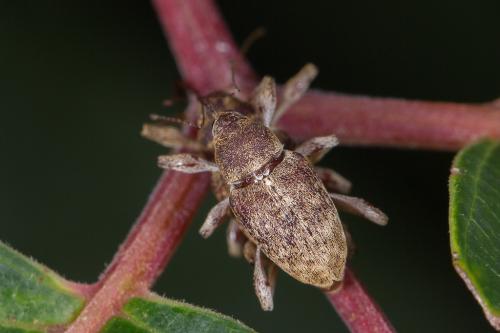 Réf. 243 098 : Curculio elephas
