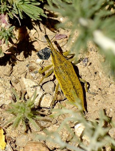 Réf. 243 686 : Lixus iridis