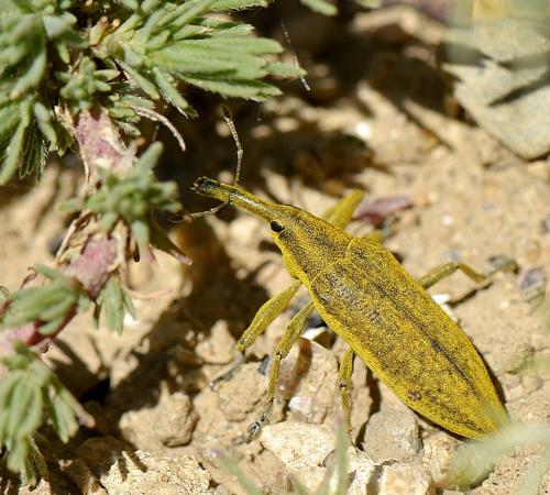 Réf. 243 687 : Lixus iridis