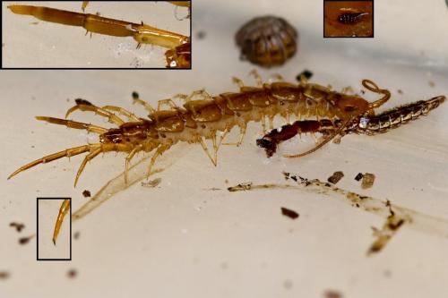 Lithobius sp.