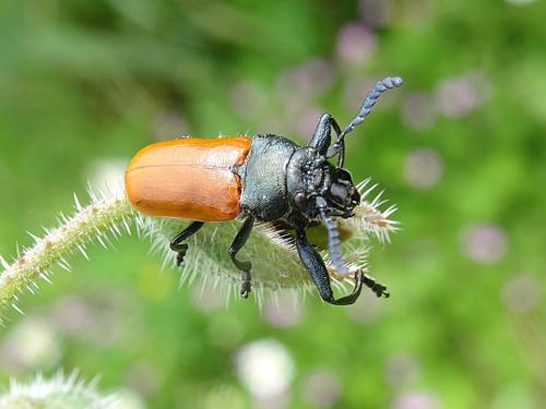Réf. 243 094 : Labidostomis taxicornis