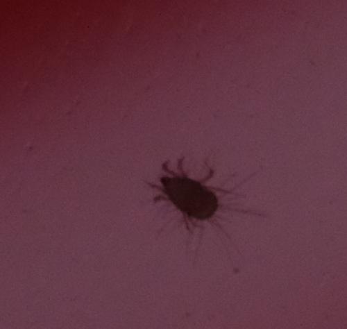 Glycyphagus domesticus