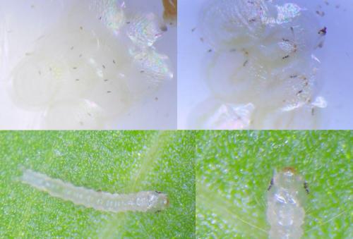 Réf. 243 265 : Hydriris ornatalis