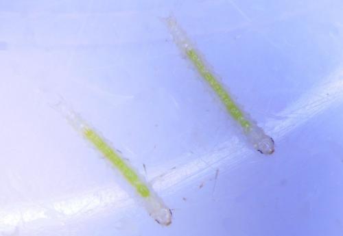 Réf. 243 296 : Hydriris ornatalis