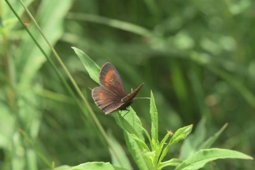 Erebia sp.