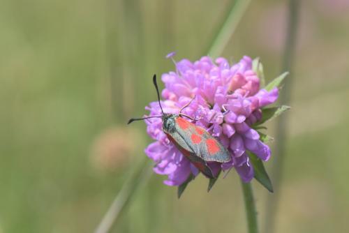 Zygaena loti