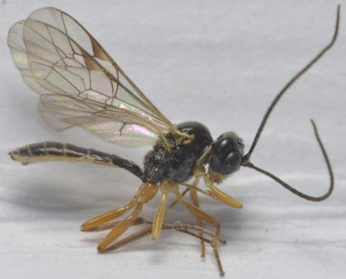 Acrotomus sp.