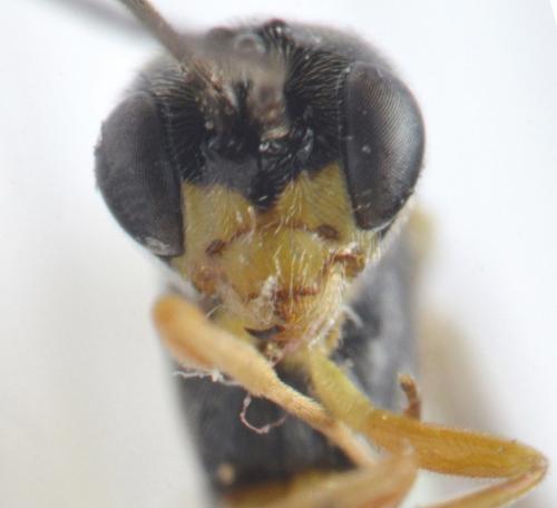 Acrotomus sp.