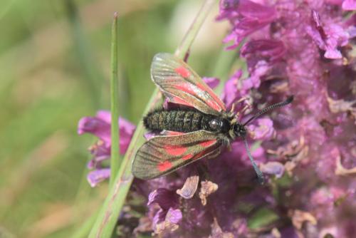 Réf. 243 185 : Zygaena exulans