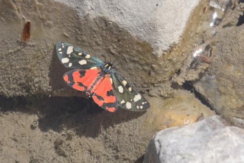 Réf. 243 228 : Callimorpha dominula