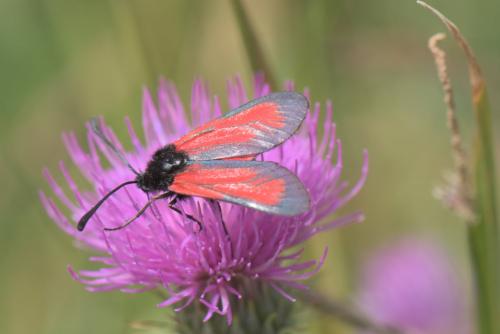 Zygaena erythrus