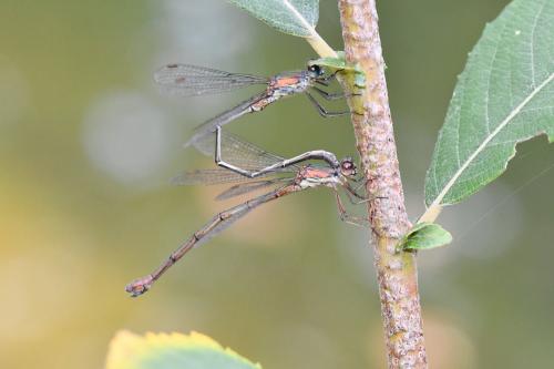 Chalcolestes viridis
