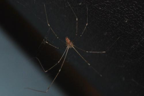 Holocnemus pluchei