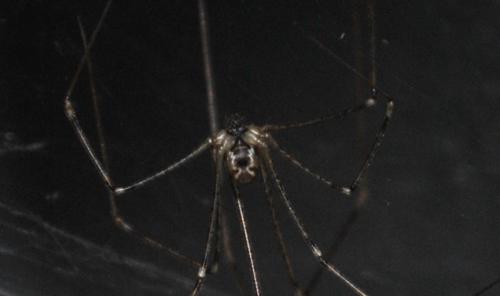 Holocnemus pluchei