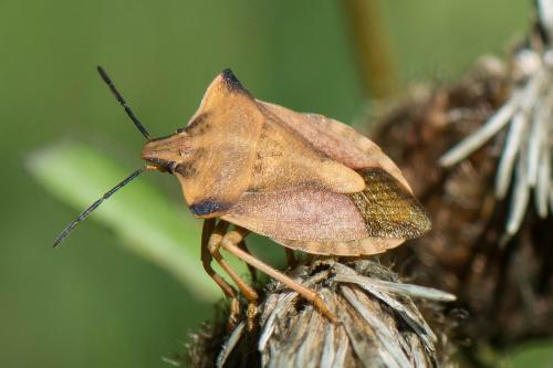 Réf. 243 002 : Carpocoris fuscispinus
