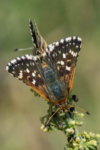 Réf. 243 048 : Spialia sertorius