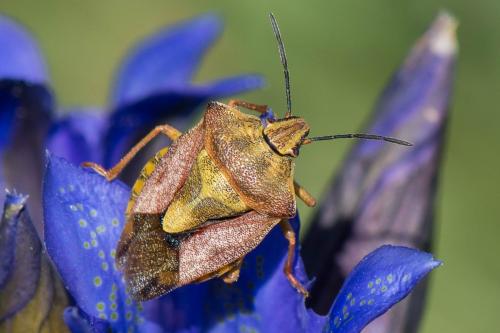 Réf. 243 082 : Carpocoris purpureipennis