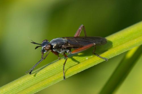 Réf. 243 096 : Sepedon sphegea