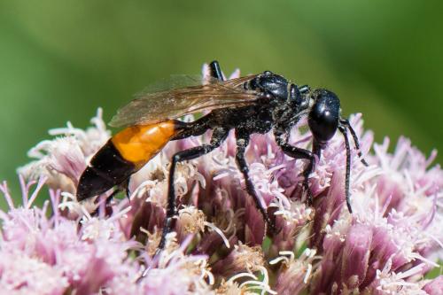 Réf. 243 225 : Podalonia affinis