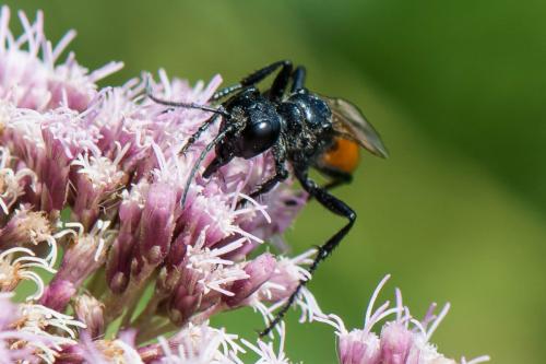 Réf. 243 226 : Podalonia affinis