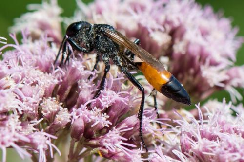 Podalonia affinis