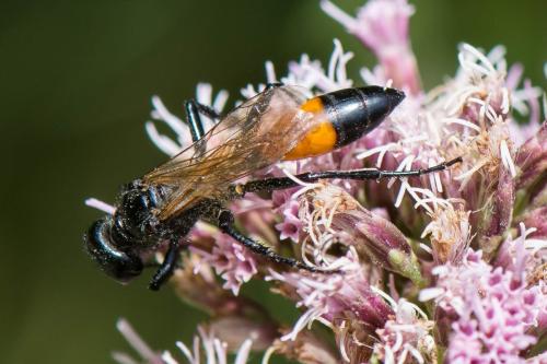 Podalonia affinis