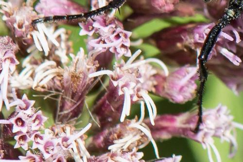 Podalonia affinis