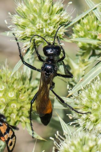 Podalonia affinis